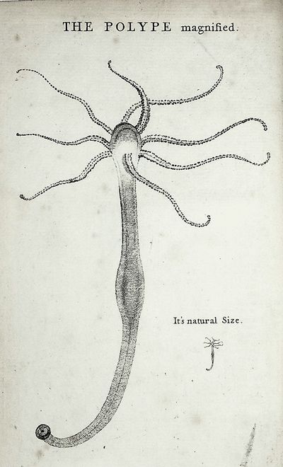 An Attempt towards a Natural History of the Polype