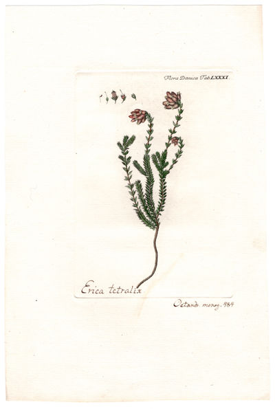 Tab. LXXXI.  Erica Tetralix L. (Klokkelyng). Utg.…