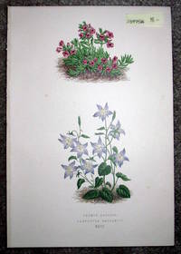 Antique Botanical Chromolithograph- Thymus Azureus and Campanula Garganica.