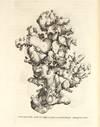 Metallotheca: opus posthumum,...; (photo 11)