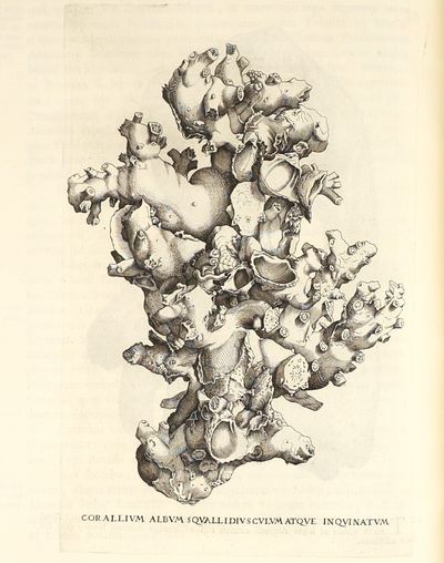 Metallotheca: opus posthumum,...; (photo 11)