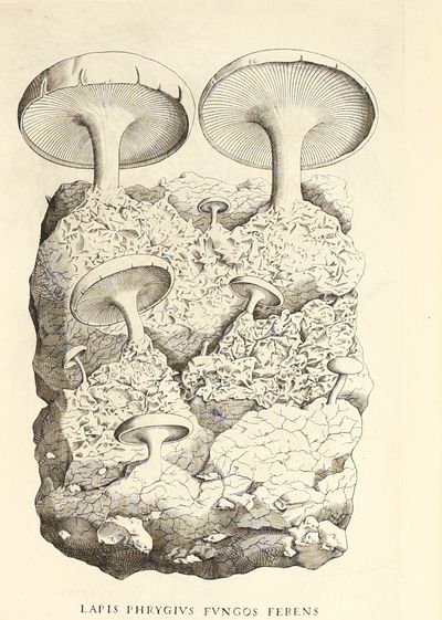 Metallotheca: opus posthumum,...; (photo 13)