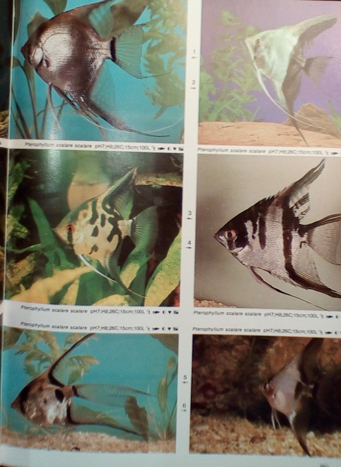 洋書　Dr. Axelrod's Mini-Atlas 淡水魚 Dr. Axelrod's Mini-Atlas of Freshwater Aquarium Fishes by