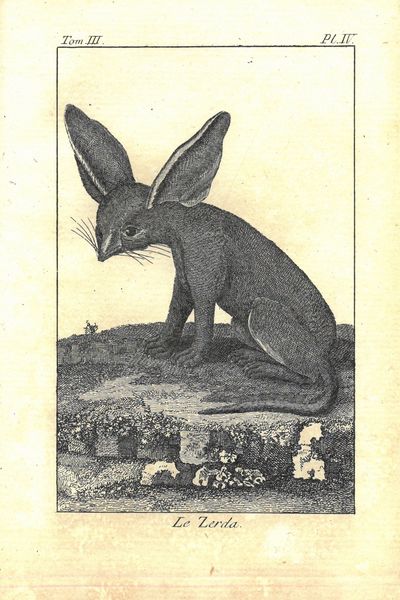 Voyage au Cap de Bonne-Esperance et autour du Monde avec le Capitaine Cook, et principalement dans les Pays des Nottentots et des Caffres. Par (...), Docteur en Médecine, de l’Académie des Sciences, et Directeur du Cabinet rpyal d’Histoire Naturelle de Stockholm. Avec Cartes, Figures et Planches en taille-douce. Traduit par M. Le Tournier. Tome premier - tome troisiéme. I-III. (photo 4)