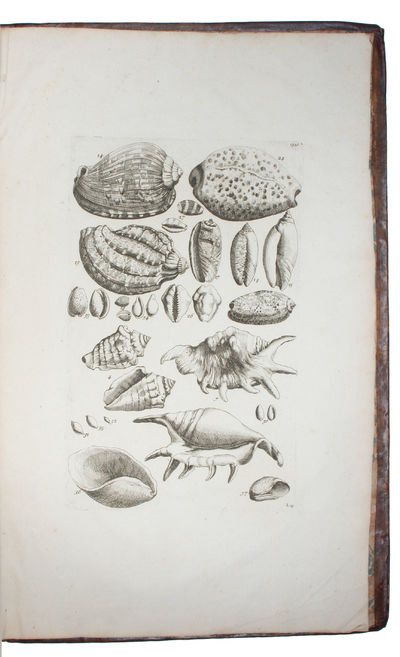Plantæ per Galliam, Hispaniam et Italiam observatæ, Iconibus Æneis exhibitæ...Opus Posthumum, Editum. Cura et Studio Antonii de Jussieu. Medici. 2 vols. - [EXTENSIVE WORK ON FLOWERS OF FRANCE, SPAIN AND ITALY] (photo 4)