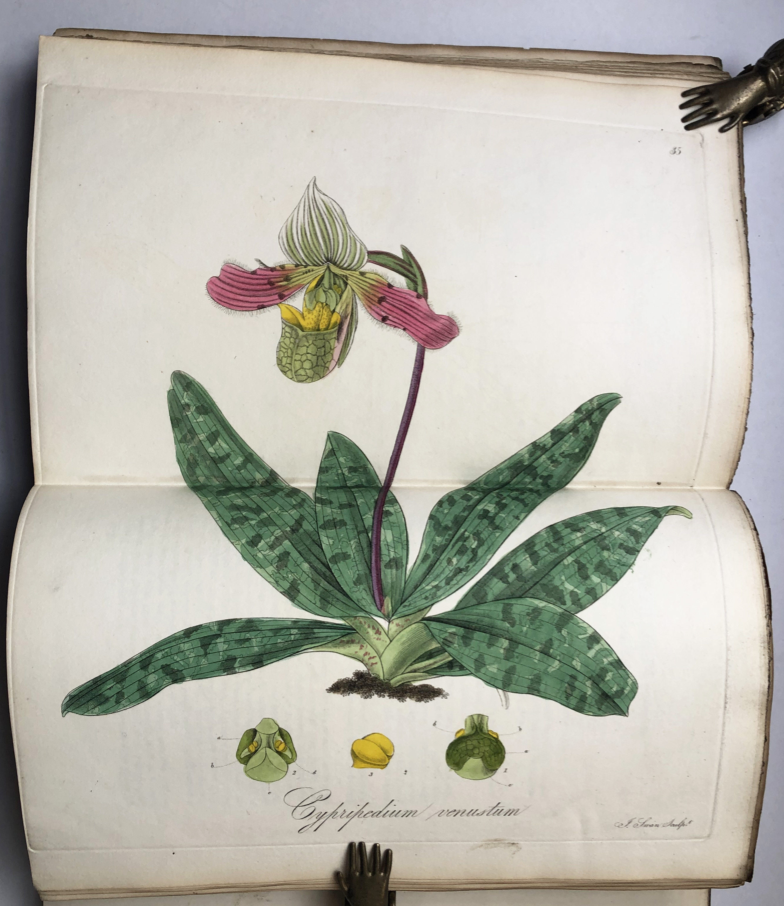 Exotic Flora, Vol. I
