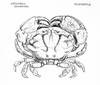 A History of the British Stalk-Eyed Crustacea