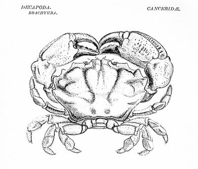 A History of the British Stalk-Eyed Crustacea