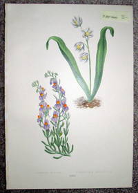 image of Antique Botanical Chromolithograph- Linaria Alpina and Puscheinia Scilloides