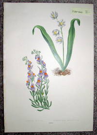 Antique Botanical Chromolithograph- Linaria Alpina and Puscheinia Scilloides.