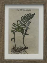 Polygonatum.