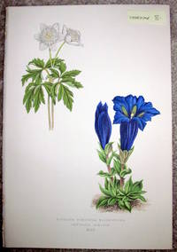image of Antique Botanical Chromolithograph- Anemone Nemorosa and Flore-Pleno Gentiana Acaulis