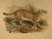 Scientific results of the second Yarkand mission: based upon the collections and notes of the late Ferdinand Stolickza. Mammalia by STOLICZKA, Ferdinand; BLANFORD, William T - 1879
