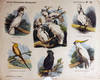 Nieuwe Nederlandsche Kinderprenten. Klimvogels. No. 24