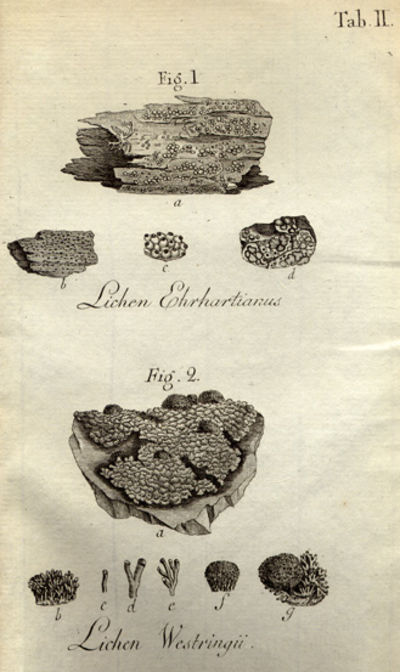 Lichenographiae Svecicae prodromus.