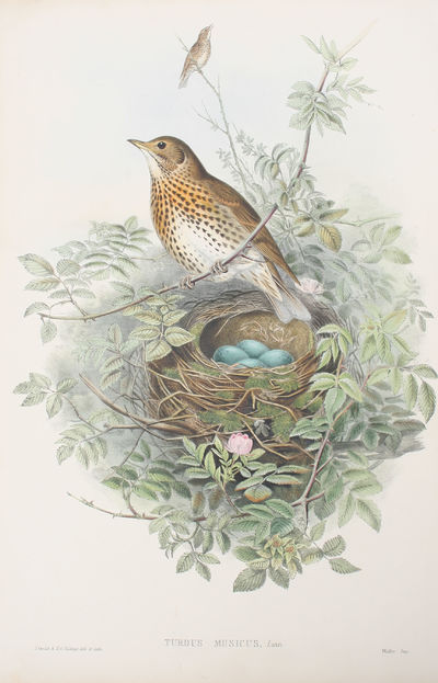 Turdus Musicus, Linn. Thrust.