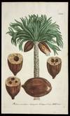 Palma coccifera triangula, Calappa, Coccus-N�ssba�m.