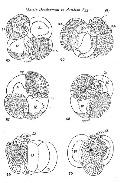 Mosaic Development in Ascidian Eggs