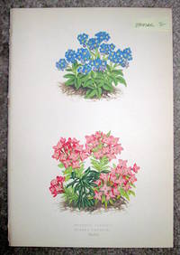 Antique Botanical Chromolithograph- Myosotis Rupicola and Daphne Cneorum.