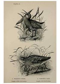 Reproducción/Reproduction 7365440316: Birdcraft :. New York :Macmillan Co.,c1897.