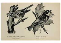 Reproducción/Reproduction 7180148977: Birdcraft :. New York :Macmillan Co.,c1897.