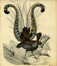 Lyre Bird engraving by lithographer C - 1843 - from Antipodean Books, Maps & Prints (SKU: 16488)