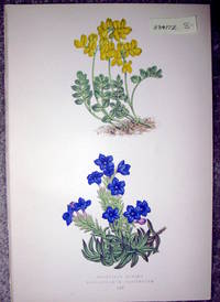 image of Antique Botanical Chromolithograph- Coronilla Minima and Lithospermum Prostratum