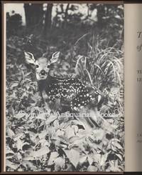 The World of the White Tailed Deer