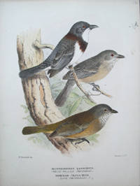 Proof plate of the White Bellied & Clive Whistler from the "Birds of Australia", Alisterornis Lanioides & Timixos Olivaceus by G. M. H. Gronvold Mathews - from Antipodean Books, Maps & Prints (SKU: 13862)