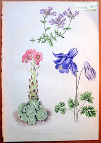 Antique Botanical Chromolithograph- Linaria Origanifolia, Semperivium Arachnoideum and Aquilegia Pyrenaica.