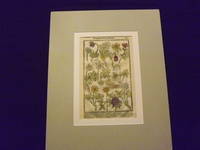 Paradisi in Sole Paradisus Terrestris or, Garden of All Sorts of Pleasant Flowers…