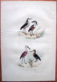 Antique Bird Print. Eurasian Hobby (Falcons). by Edouard Travies - from Ken Jackson (SKU: 245253)