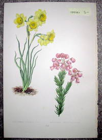 image of Antique Botanical Chromolithograph- Narcissus Juncifolius and Manziesia Empethiformis
