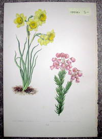 Antique Botanical Chromolithograph- Narcissus Juncifolius and Manziesia Empethiformis.