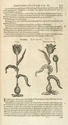 Stirpium Historiae Pemptades sex Sive Libri XXX.