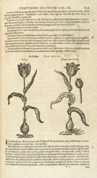 Stirpium Historiae Pemptades sex Sive Libri XXX.