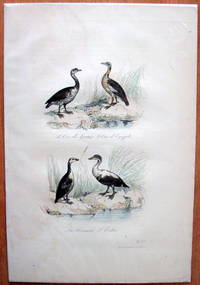 Antique Bird Print. Geese. by Edouard Travies - from Ken Jackson (SKU: 245249)