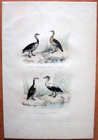 Antique Bird Print. Geese.