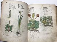 Herbal de Anonymous - 1500s