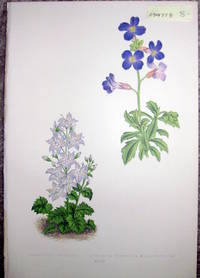 image of Antique Botanical Chromolithograph- Campanula Muralis and Aurbietia Deltoidea Grandiflora