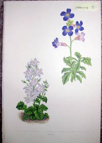 Antique Botanical Chromolithograph- Campanula Muralis and Aurbietia Deltoidea Grandiflora.