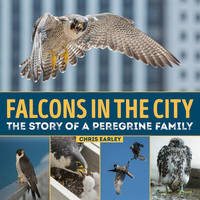 Falcons in the City: The Story of a Peregine Family by Chris Earley