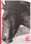 View Image 6 of 17 for My Pretty Pony (Deluxe Edition, Signed) Inventory #28165