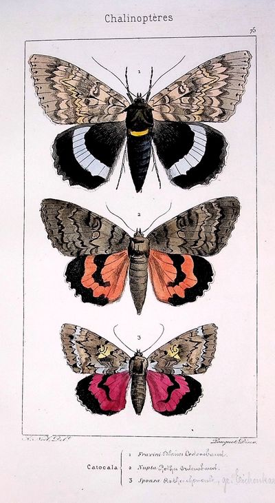 Histoire Naturelle des Lepidopteres d"Europe