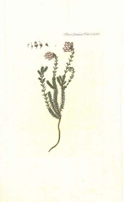 Plansje LXXXI fra Flora Danica. Andre hefte.