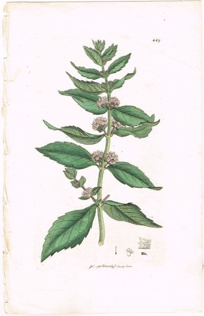 Pl. 449. (Engmynte / Mentha gracilis /…