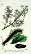 Iconographie et Histoire Naturelle des Chenilles pour servir de complement a l'Histoire Naturelle des Lepidopteres ou Papillons de France