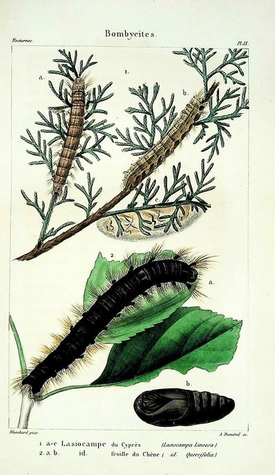 Iconographie et Histoire Naturelle des Chenilles pour servir de complement a l'Histoire Naturelle des Lepidopteres ou Papillons de France