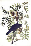 View Image 1 of 2 for American Crow. From 