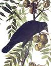 View Image 2 of 2 for American Crow. From 